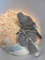 Jonge grasparkieten. Om tam te maken, Dieren en Toebehoren, Vogels | Parkieten en Papegaaien, Meerdere dieren, Parkiet, Tam