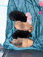 Pomeriaan puppies, Dieren en Toebehoren, Honden | Poolhonden, Keeshonden en Oertypen, 8 tot 15 weken, Meerdere, Meerdere dieren