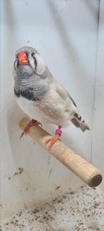 Te koop man pastel, Dieren en Toebehoren, Vogels | Overige Vogels, Mannelijk