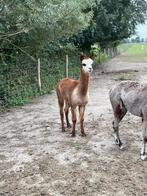 Mooie alpaca hengst van 3 juli 2024, Dieren en Toebehoren, Overige Dieren, Juli, Mannelijk