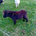 Diverse Shetlanders, Dieren en Toebehoren, Hengst, A pony (tot 1.17m)