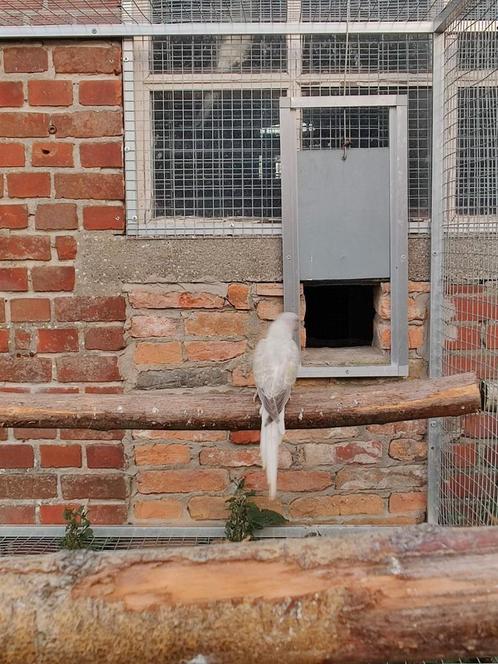 Koppel halsbandparkieten, Dieren en Toebehoren, Vogels | Parkieten en Papegaaien, Parkiet, Meerdere dieren