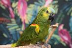 Amazone | Blauwvoorhoofd | Getest | Tam | Baby, Dieren en Toebehoren, Vogels | Parkieten en Papegaaien, Meerdere dieren, Papegaai
