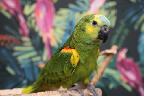 Amazone | Blauwvoorhoofd | Getest | Tam | Baby, Dieren en Toebehoren, Vogels | Parkieten en Papegaaien, Papegaai, Meerdere dieren