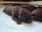 Prachtige puppies Labrador, 8 tot 15 weken, Labrador retriever, Parvo, Meerdere
