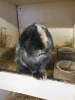 Ter dekking   Nederlandse hangoor konijn., Dieren en Toebehoren, Konijnen, Mannelijk, Dwerg, Hangoor