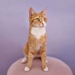 Lieve Bange Poeperd, Dieren en Toebehoren, Katten en Kittens | Overige Katten, Poes, 0 tot 2 jaar