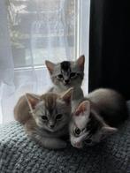 Unieke Abessijn x Ragdoll kittens, 0 tot 2 jaar