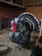 Trio kalkoenen, Dieren en Toebehoren, Pluimvee, Meerdere dieren, Eend