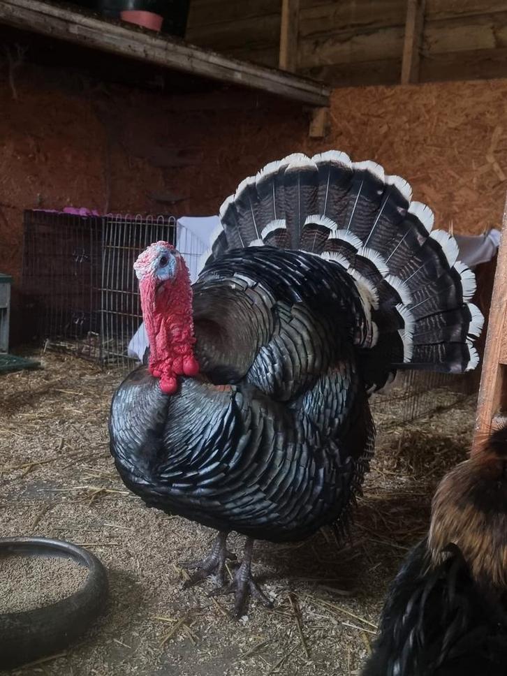 Trio kalkoenen, Dieren en Toebehoren, Pluimvee, Eend, Meerdere dieren