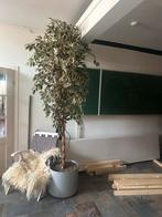 4 nep planten in pot op wieltjes, Huis en Inrichting, Kamerplanten, Ophalen, In pot, Halfschaduw, Minder dan 100 cm