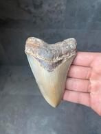 Megalodon haaientand fossiel 11.3 centimeter, Verzamelen, Mineralen en Fossielen, Ophalen of Verzenden, Fossiel