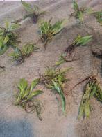 Aquariumplant Javavaren., Dieren en Toebehoren, Ophalen of Verzenden, Nieuw, Plant(en), Steen of Hout