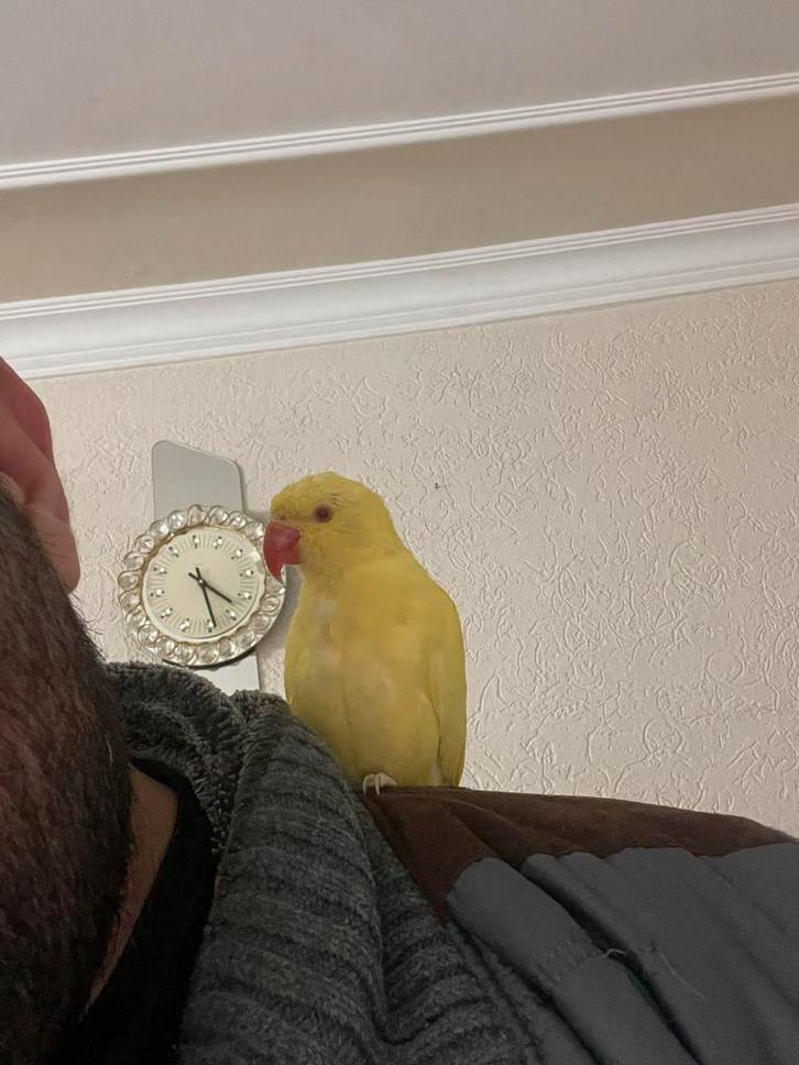 Super lief&tam halsband parkiet pop, Dieren en Toebehoren, Vogels | Parkieten en Papegaaien, Papegaai, Mannelijk, Tam