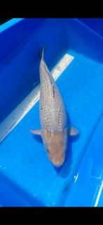 (12) Koi / Koi karper - Ginrin Soragoi 55 cm., Karper of Koi