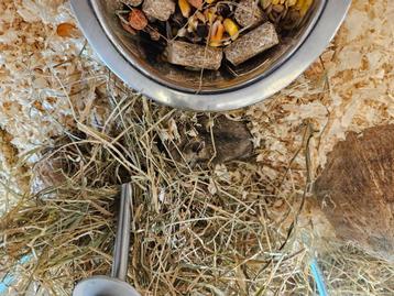 Cricetulus griseus Chinese Dwerg Hamster beschikbaar voor biedingen