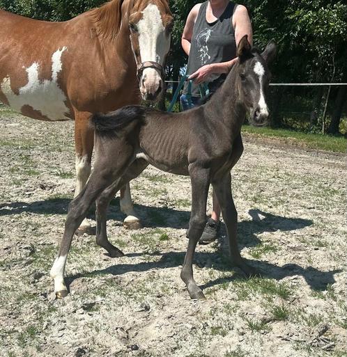 Uniek zwart Hengstveulen V. Secret USB., Dieren en Toebehoren, Paarden, Hengst, Niet van toepassing, 160 tot 165 cm, 0 tot 2 jaar