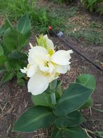 Onbespoten Canna's Cannaceae Bio-geteeld, Ophalen, Zomer, Overige soorten, Volle zon