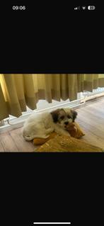 maltezer shih tzu, Rabiës (hondsdolheid), 15 weken tot 1 jaar, Eén hond, Nederland