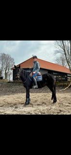 6 jarige Draver merrie zoekt haar forever home, Dieren en Toebehoren, Paarden, Merrie, 3 tot 6 jaar