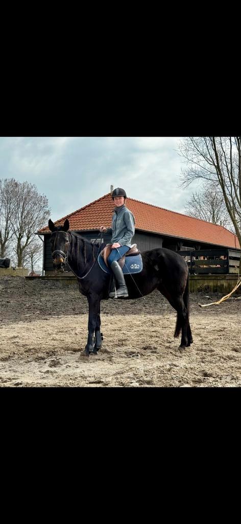 6 jarige Draver merrie zoekt haar forever home, Dieren en Toebehoren, Paarden, Merrie, 3 tot 6 jaar