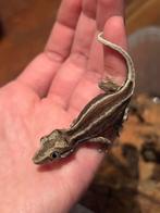 Gargoyle babies, Dieren en Toebehoren, Hagedis, Tam, 0 tot 2 jaar