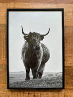 Print van Schotse Hooglander, Huis en Inrichting, Ophalen of Verzenden, Minder dan 50 cm, 50 tot 75 cm, Print