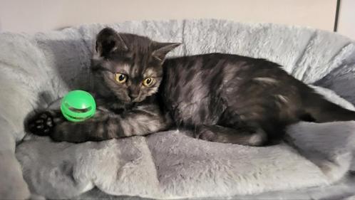 Britsekorthaar kittens, Dieren en Toebehoren, Katten en Kittens | Raskatten | Korthaar, Meerdere dieren, 0 tot 2 jaar, Ontwormd