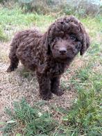 Mini Labradoodle  choco kleur, Dieren en Toebehoren, Overige rassen, CDV (hondenziekte), 8 tot 15 weken, Meerdere