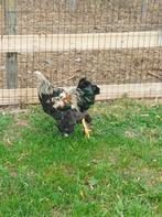 Brahma hanen, Dieren en Toebehoren, Pluimvee, Mannelijk, Kip