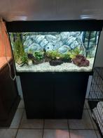 Compleet aquarium met visbestand, Dieren en Toebehoren, Ophalen, Zo goed als nieuw, Gevuld zoetwateraquarium