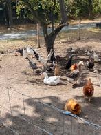 Indische loopeenden te koop. Eenden en woerden, Dieren en Toebehoren, Pluimvee, Meerdere dieren, Eend