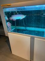 Super red arowana Kalimantan, Ophalen of Verzenden, Zo goed als nieuw