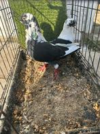 جوز شغالات, Dieren en Toebehoren