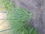 Prei plantjes en boerenkool plantjes, Ophalen, Volle zon, Groenteplanten, Eenjarig