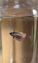 Betta's mannetjes alle soorten en kleuren!!!!, Vis