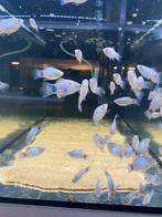 Diverse soorten siervissen, Dieren en Toebehoren, Vissen | Aquariumvissen, Vis, Zoetwatervis, Schoolvis