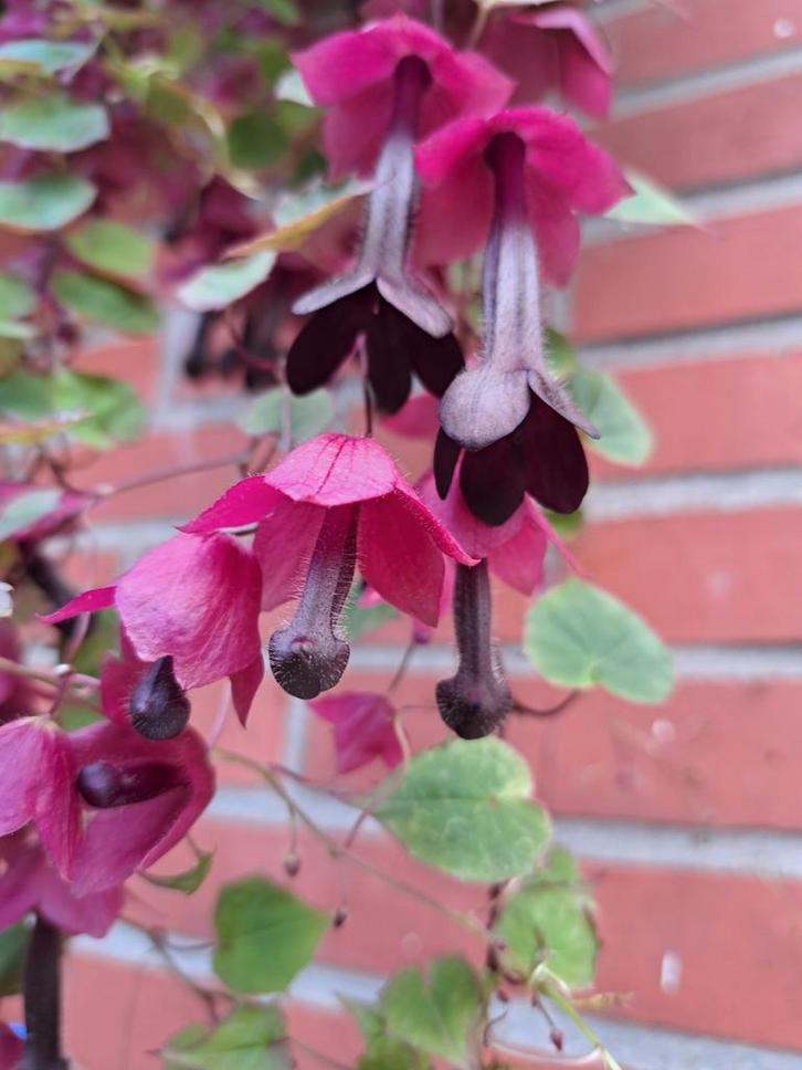 Zaden rhodochiton atrosanguineus, Tuin en Terras, Bloembollen en Zaden, Volle zon, Verzenden