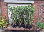 Mooie Gestokte Hedera Hibernica (klimop) 120 cm hoog!, Ophalen of Verzenden, Bloeit niet, Klimplanten, Halfschaduw