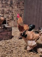 Haan / hanen Brahma Buff Columbia., Dieren en Toebehoren, Pluimvee, Mannelijk, Kip
