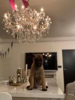 Te koop: Mechelse Herder puppy’s, Dieren en Toebehoren, Honden | Herdershonden en Veedrijvers, Rabiës (hondsdolheid), 8 tot 15 weken