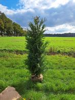 Thuja Martin 175 - 200 cm conifeer met kluit, Ophalen, Bloeit niet, Halfschaduw, Overige soorten