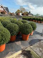 Nieuw ilex crenata bol glory gem 80cm  super strak nu binnen, Vaste plant, Bloeit niet, Halfschaduw, Ophalen