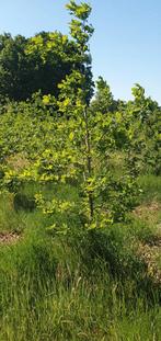 Jonge eikenbomen, Tuin en Terras, Planten | Bomen, Ophalen, Volle zon, Overige soorten