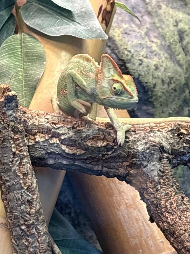 Jemen kameleon 3 maanden oud