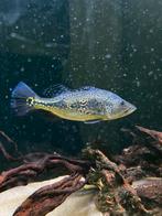 2 cichla monocules 20 cm, Vis