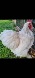 Cochin kriel hanen te koop, Bobtail., Mannelijk, Kip