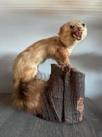 Opgezette Hermelijn/Marter/Wezel 35cm breed 39 hoog., Verzamelen, Dierenverzamelingen, Ophalen of Verzenden, Zo goed als nieuw