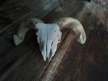 Ramskop beschikbaar voor biedingen