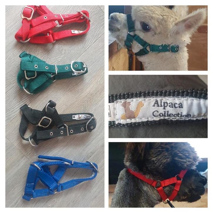 Alpaca halster, Dieren en Toebehoren, Overige Dieren-accessoires, Zo goed als nieuw, Ophalen of Verzenden